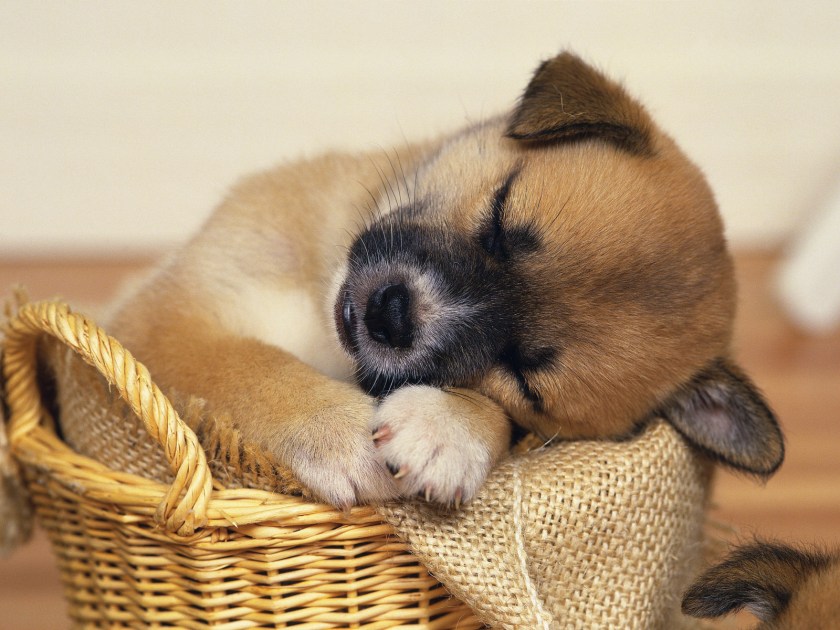 Sleepy-puppies-9415133-1600-1200