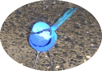 Splendid blue wren
